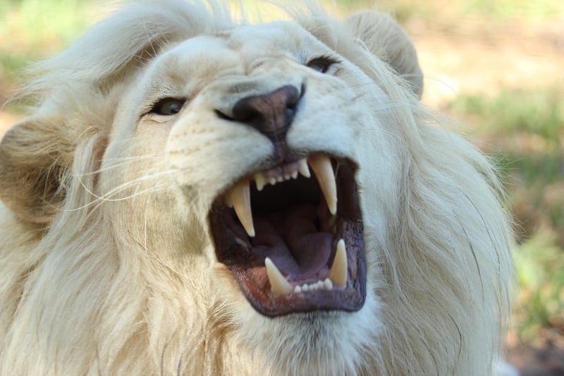 Was ist dein Big Hairy Audacious Goal (BHAG)?